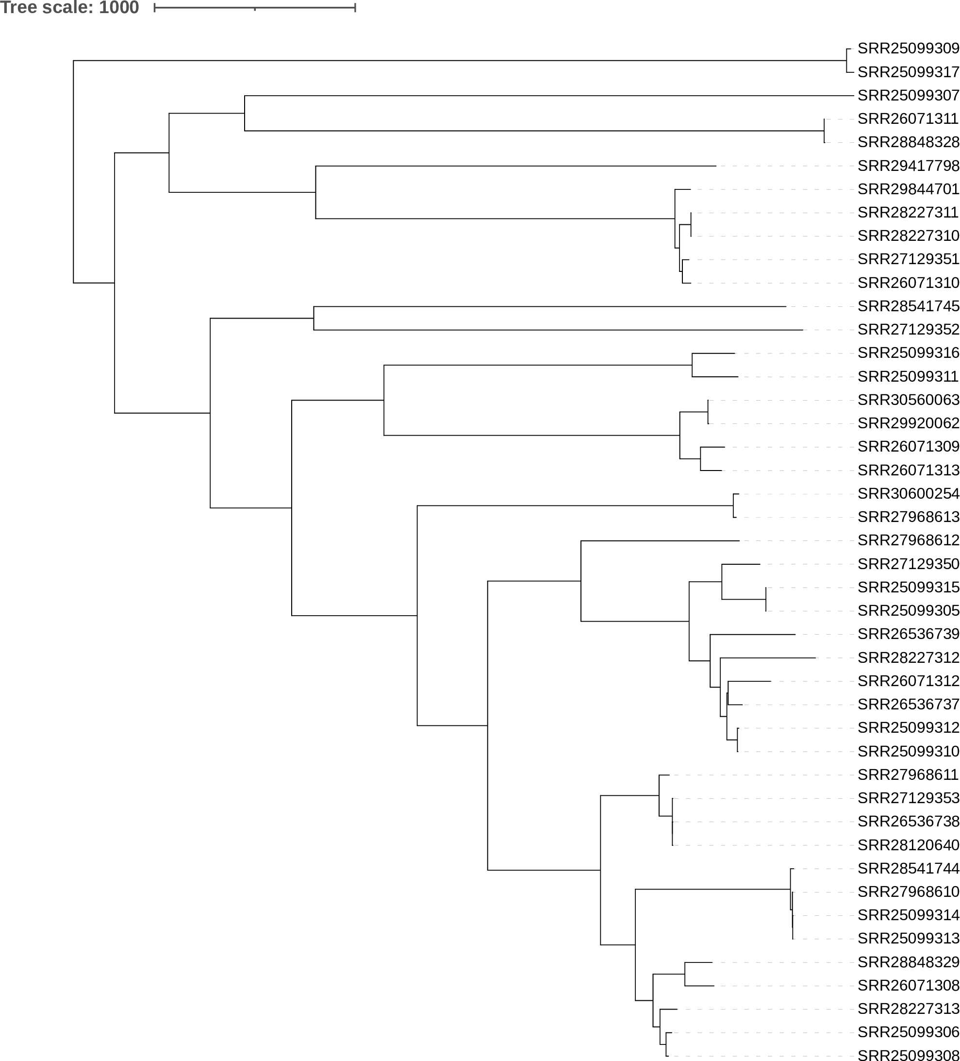 phylogeny for gonorrheaea